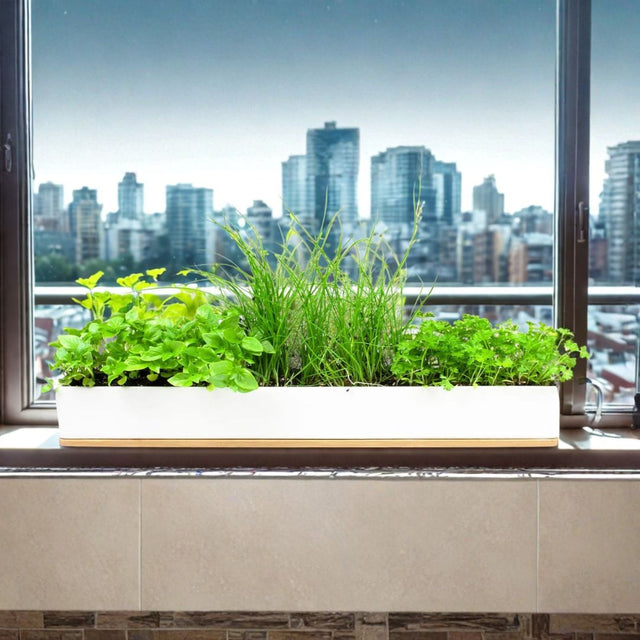 Urban Greens Micro Herbs Windowsill Box Kit